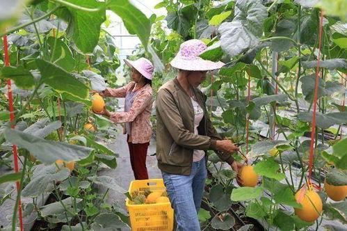 礼县吃瓜网红是谁啊,揭秘网络红人的魅力与影响力