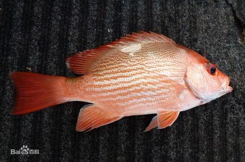 网红鱼小妹吃瓜视频大全