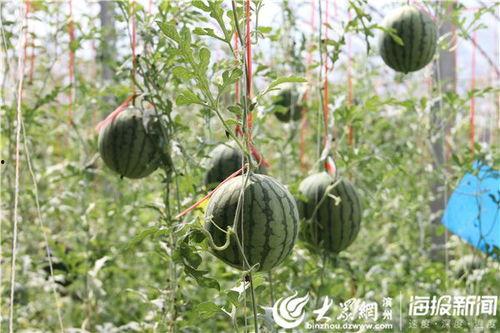 临夏网红最新吃瓜事件视频