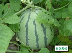 吃网瓜的好坏怎么判断,一网打尽真假美味