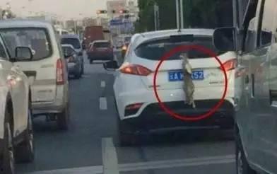 吃瓜网车牌,独特设计背后的故事与寓意