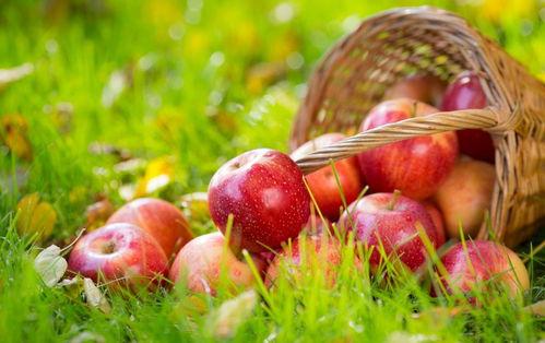 51吃瓜官网地址苹果,苹果版独家解析与亮点一览