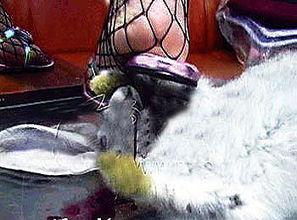 吃瓜网女子虐猫,吃瓜网热议道德底线