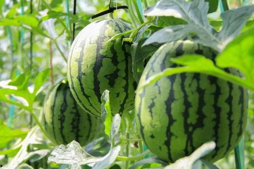 网红吃瓜免费爆料合集,免费爆料合集大揭秘