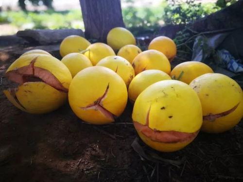 网红蜜瓜怎么吃,解锁夏日清新美味