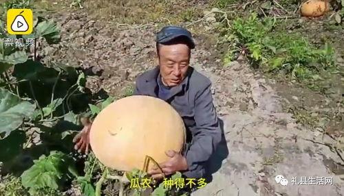 礼县吃瓜网红事件视频,一场网络狂欢背后的真相揭秘