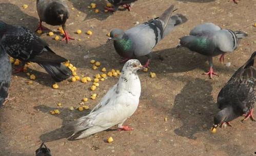 网红吃瓜鸽子是真的吗视频