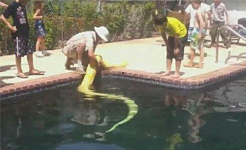 吃瓜泳池网红,网红们的夏日狂欢