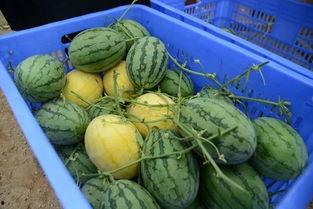 珠海网红吃瓜群微信号