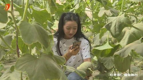 网红直播吃哈密瓜,哈密瓜美味瞬间征服味蕾