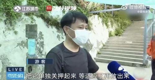 网红分手后吃瓜