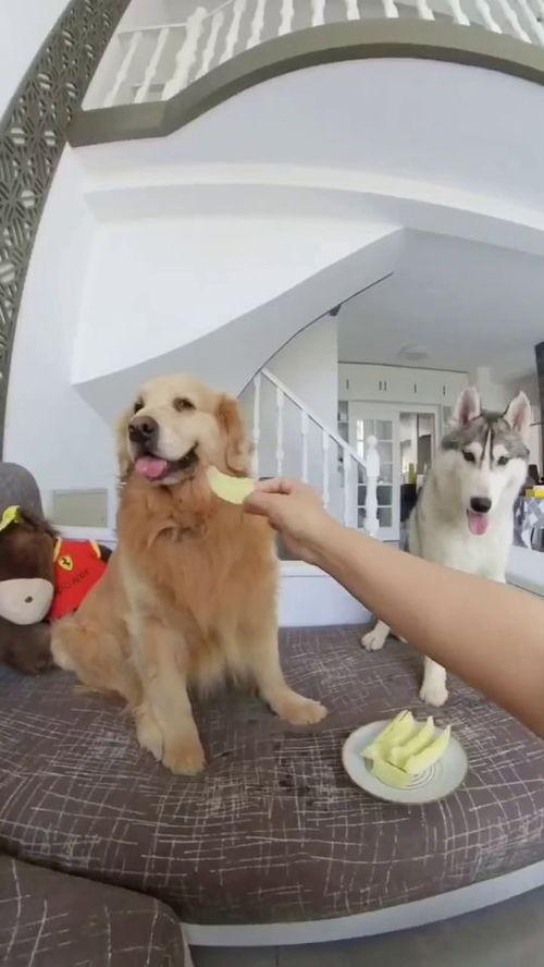 狗子于我吃瓜网,揭秘吃瓜网背后的故事与魅力