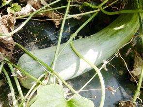 吃网红瓜违法吗判几年,吃瓜违法，判罚标准揭秘