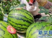 滕州网红吃瓜事件最新消息,最新进展揭秘，真相大白引热议